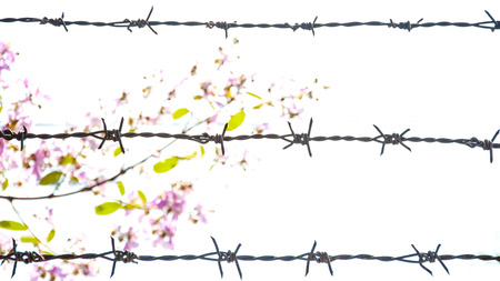 barbed wire fence with flower backgroundの写真素材