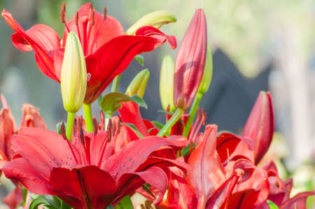 bouquet of red lilyの写真素材
