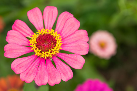 Pink zinnia blooming in the gardenの写真素材
