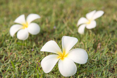Plumeria on green grass in the morning