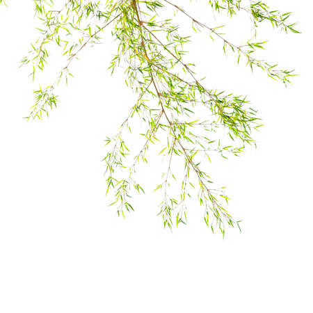 bamboo leaves on white backgroundの写真素材