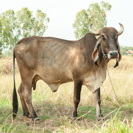 Thai cows resting in a fieldの写真素材