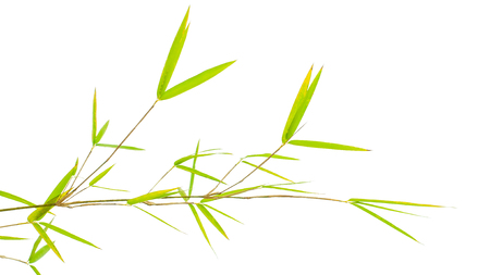 bamboo leaves on white backgroundの写真素材