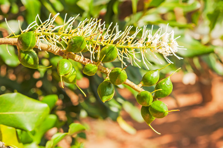 Green macadamia nut with flower on tree.の写真素材