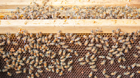 close up bee farm in box
