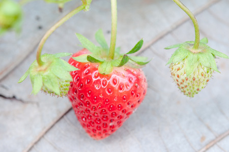 Organic strawberry plants in natureの写真素材