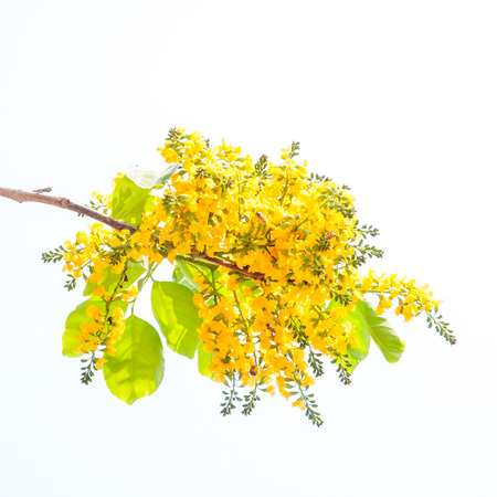 pterocarpus indicus flowers isolated on white backgroundの写真素材