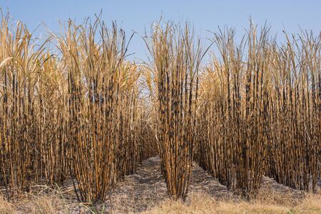 New style background,sugarcane field burned.の写真素材