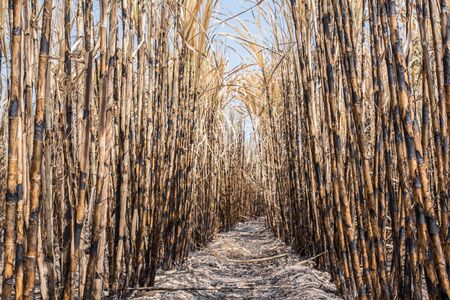 New style background,sugarcane field burned.の写真素材