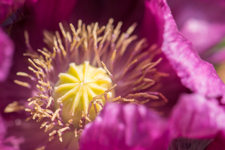 Opium Poppy grown in north of thailandの写真素材