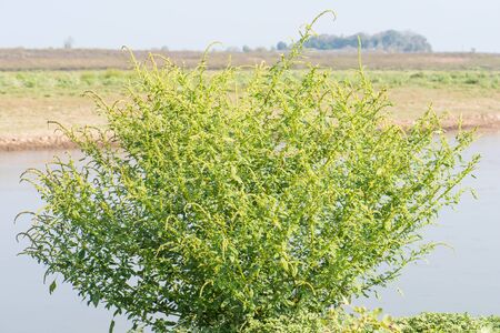 natural Amaranth tree  near the river