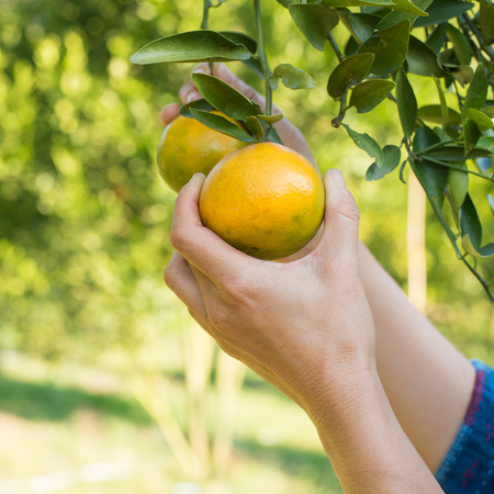 asian girl harvest tangerine in organic farmの写真素材