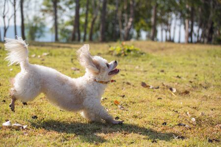 poodle dog play with girlの写真素材