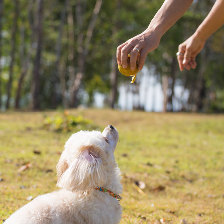 poodle dog play with girlの写真素材