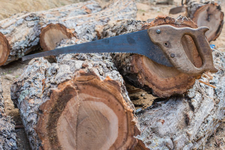 Timber cutting wood with  old saw, chainsaw and blade.の写真素材