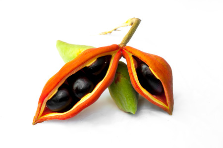 Chestnut tree special species (Sterculiamonosperma Vent)の写真素材