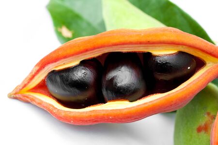 Chestnut tree special species (Sterculiamonosperma Vent)