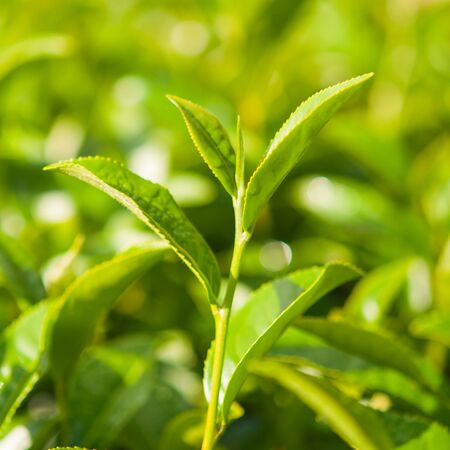 Tea leave in the fieldの写真素材