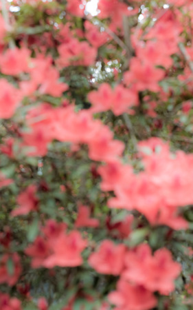 photo blurred garden background with sun light and bokeh