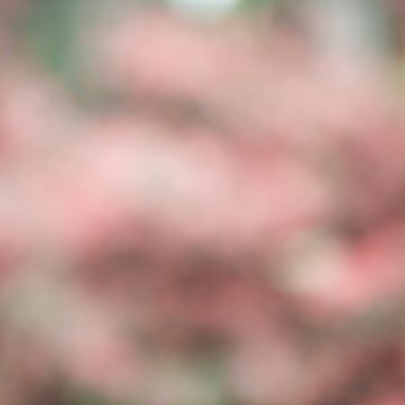 photo blurred garden background with sun light and bokehの写真素材