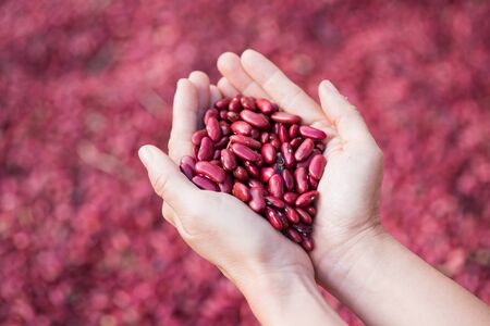 lady hold kidney beans in handの写真素材