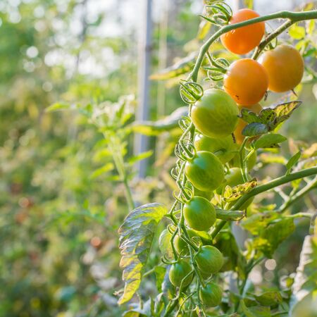 ripe tomatoes in organic gardenの写真素材
