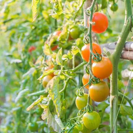 ripe tomatoes in organic gardenの写真素材