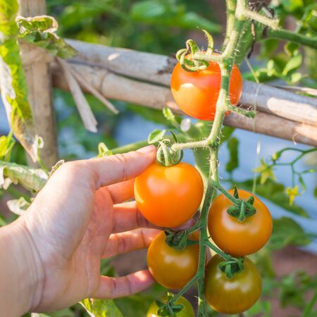 ripe tomatoes in organic gardenの写真素材