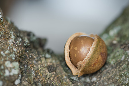 Green macadamia nut  on tree.の写真素材