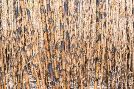 New style background,sugarcane field burned.の写真素材