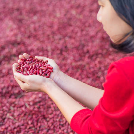 lady hold kidney beans in handの写真素材