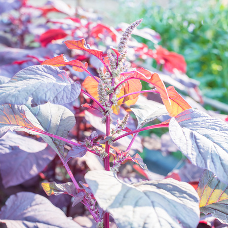 Organic purple amaranth tree,spinach in natureの写真素材