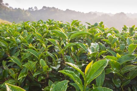 Tea leave in the fieldの写真素材