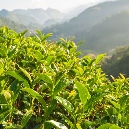 Tea leave in the fieldの写真素材