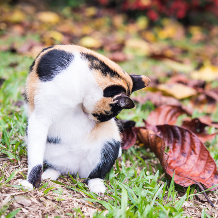 relaxed pretty cat in the gardenの写真素材