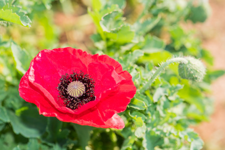 Opium Poppy fieldの写真素材