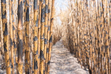 New style background,sugarcane field burned.の写真素材