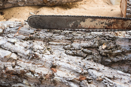 Timber cutting wood with  old saw, chainsaw and blade.の写真素材