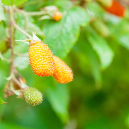 Rare mulberry in wildの写真素材
