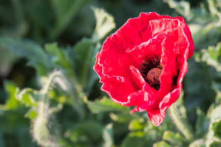 Opium Poppy fieldの写真素材