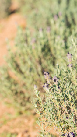 rosemary in organic garden with sunshineの写真素材