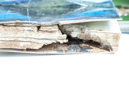 Close up damaged paper eaten by termiteの写真素材