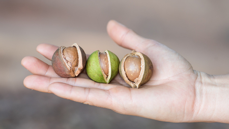 woman hand holding macadamia nut in naturalの写真素材