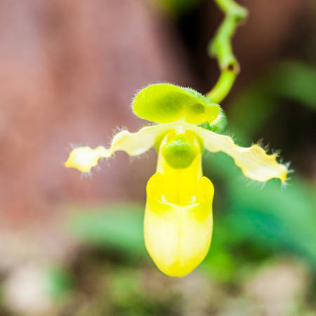 Rare Paphiopedilum Orchid in forestの写真素材