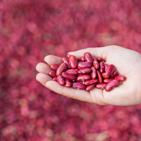lady hold kidney beans in handの写真素材