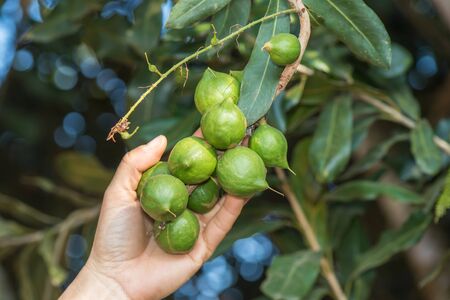 woman hand holding macadamia nut in naturalの写真素材