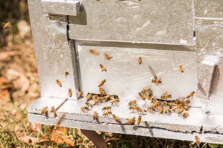 hardworking bees on honeycomb in apiary
