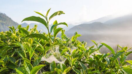 Tea leave in the fieldの写真素材