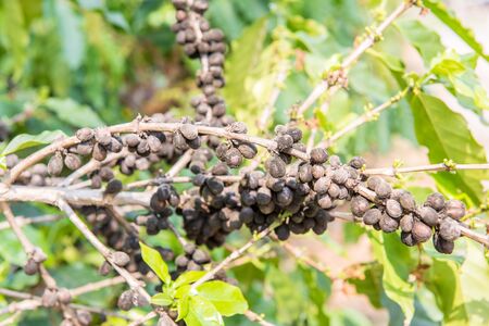 ripe black coffee bean on tree ready for harvestの写真素材