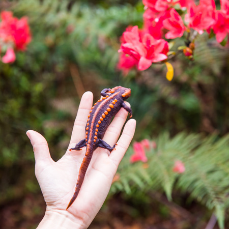 female veterinary holding salamander in handの写真素材